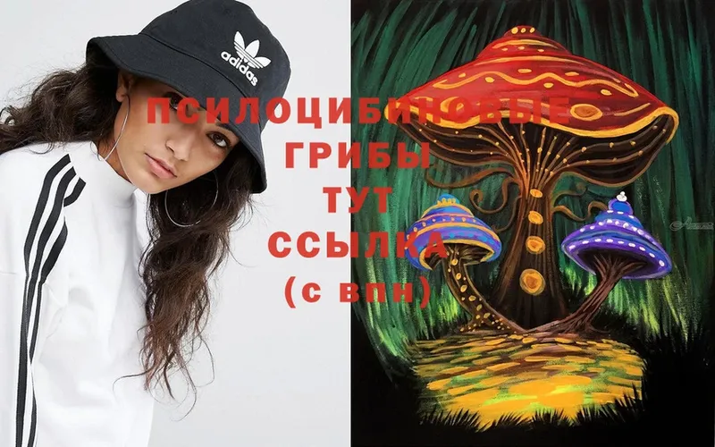 Галлюциногенные грибы Cubensis  Андреаполь 